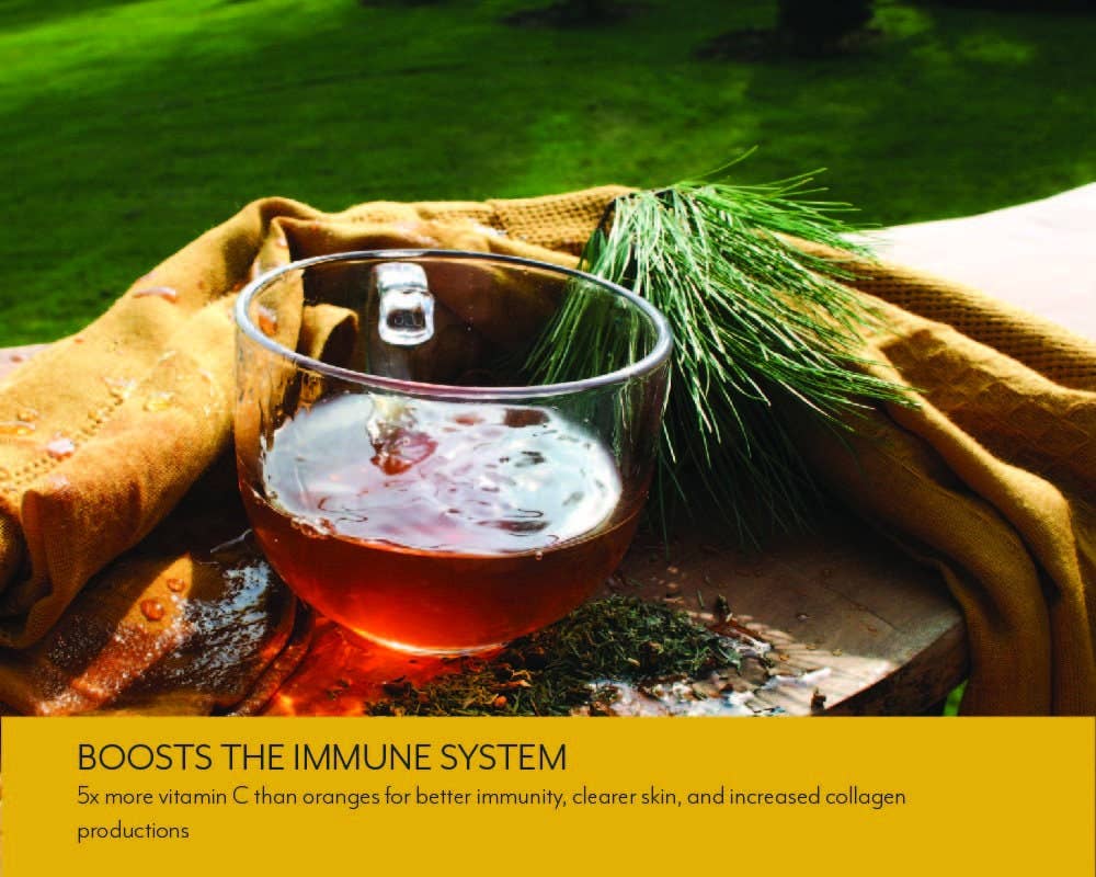 Premium Pine Needle Tea with Juniper + Thyme